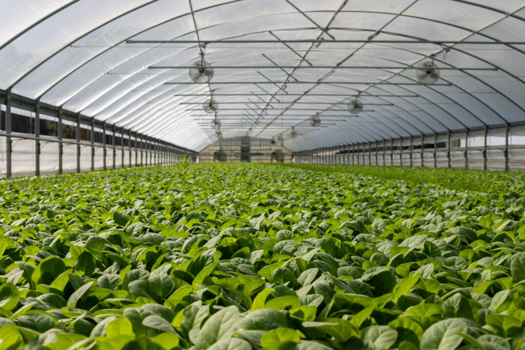 pexels photo 2886937 2886937 Explore a vibrant indoor greenhouse filled with fresh green plants ready for harvest.